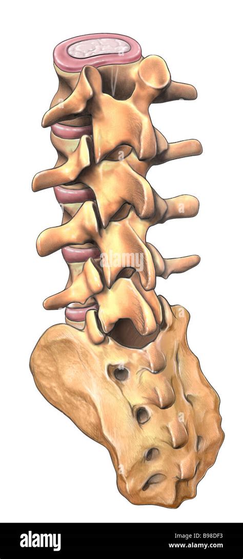 Lumbar Vertebra Lateral View