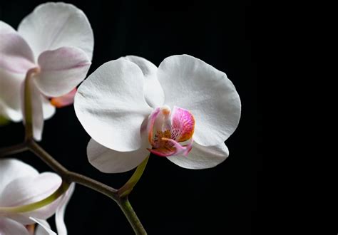10 Perfumes Similar to Gucci Flora Gorgeous Gardenia–Fragrenza