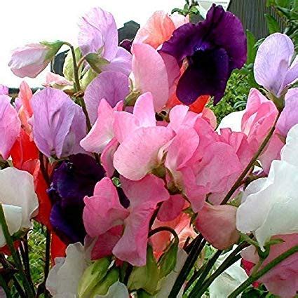 Sangele Voinicului Curgatoare Mix G Flori Lathyrus Divers Colorate