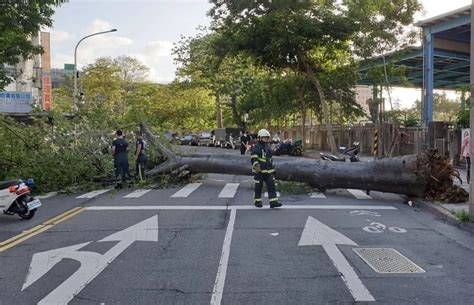 快訊北市辛亥路13米高路樹倒塌 連根拔起橫躺車道幸無人傷 中天新聞網