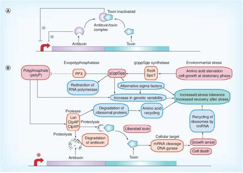 Toxin–antitoxin module stress-response regulator. (A) Toxin–antitoxin... | Download Scientific ...