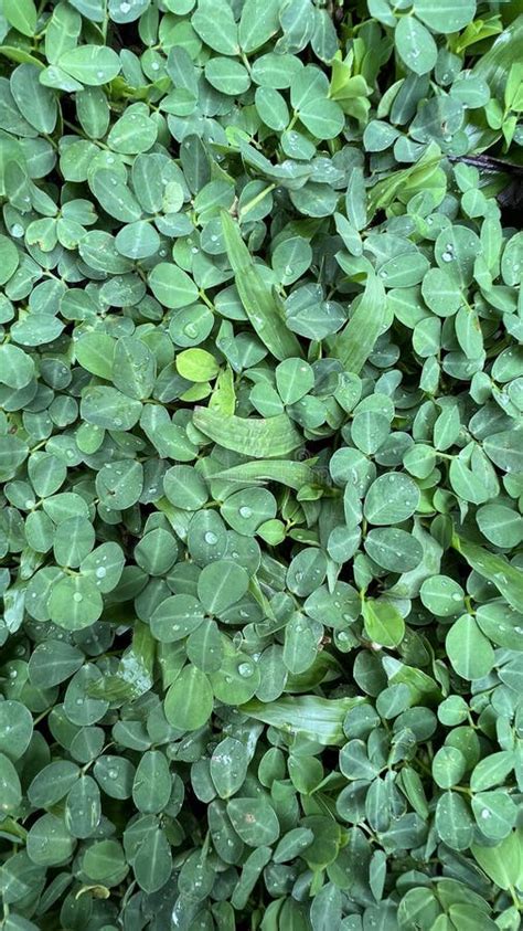 Arachis Duranensis Is Touted As A Gene Source For Peanut Plant Biology