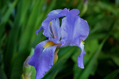 Iris Extravaganza And Peonies Opening By Lori Mccray Invironment