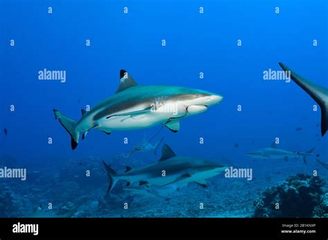 Blacktip Reef Shark With Reef Hook Carcharhinus Melanopterus Moorea