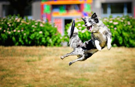 Dog Jumping Wallpapers