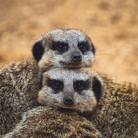 Meerkat | Grassland Groupies