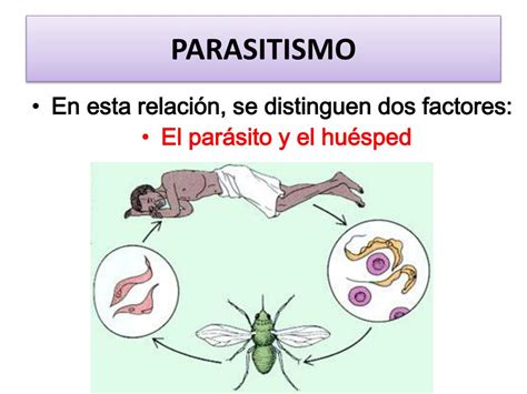 PPT Dra Judith Roldán Rodríguez Sección de Parasitología PowerPoint