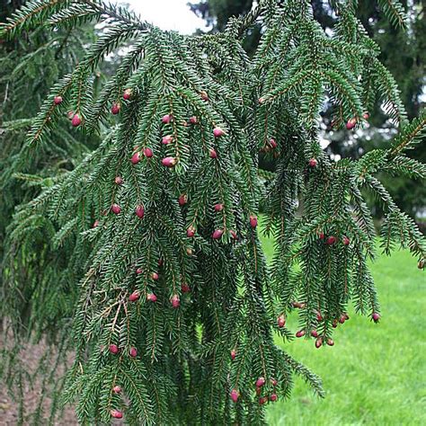 Pictures Of Different Types Of Spruce Trees - PictureMeta