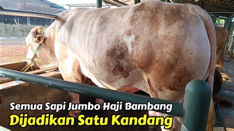 Kandang Khusus Sapi Jumbo SUMBER TERNAK FARM YouTube