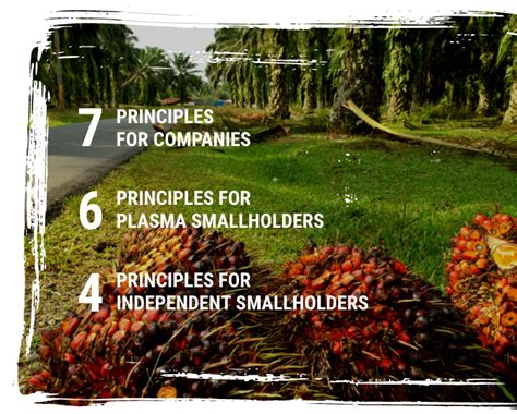 Ispo Indonesia Is Palm Oil Indonesia Palm Oil Facts