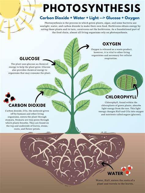 Photosynthesis Process: Carbon Dioxide to Glucose - Earth How