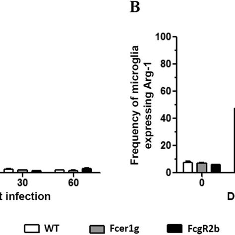 Differential Mrna Expression Of Fcγrs On Microglial Cells Polarized In