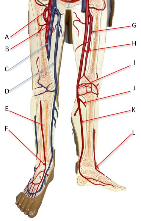 Legs Vessels Diagram Quizlet