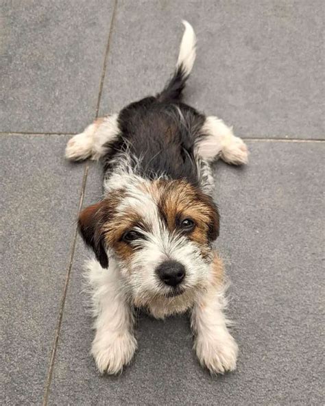 Jack Russell Maltese Mix Jacktese Info Pictures And Facts