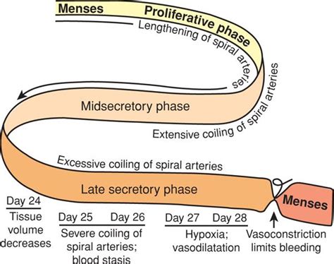 Implantation And Placental Development Obgyn Key