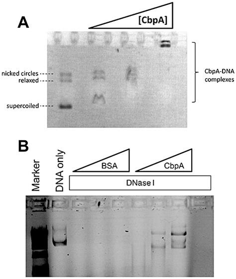 Cbpa Protects Plasmid Dna From Degradation By Nucleases A The Panel