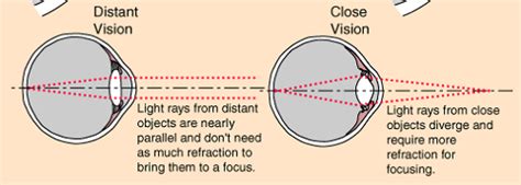 Physics behind Accommodation of the Human Eye