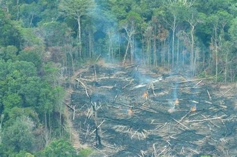 Desmatamento Na Amaz Nia Aumenta Em Novembro Par Tem Mais Reas