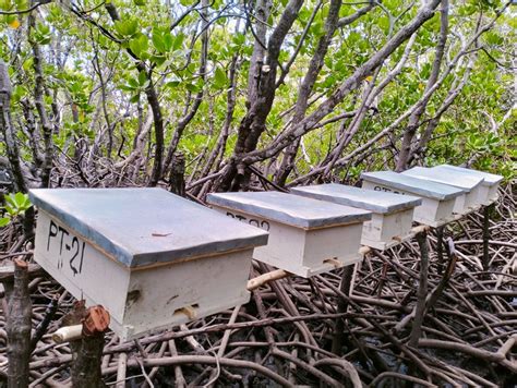 From Logging To Honey Production How Beekeeping Is Saving Lamus