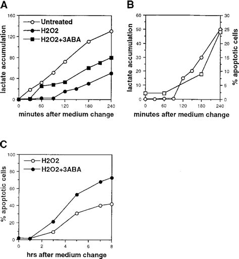 Temporal Relation Between Glycolysis And H 2 O 2 Induced Apoptosis A