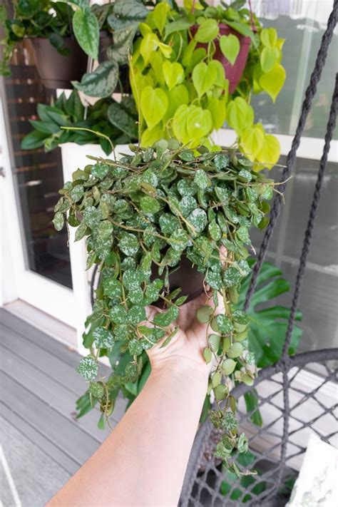 Hoya Curtisii Care Propagationlearn About This Cute Trailing Hoya