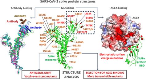 Structure And Mutations Of SARS CoV 2 Spike Protein A Focused Overview