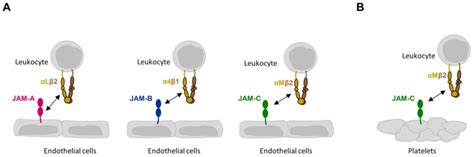 Cells Free Full Text Junctional Adhesion Molecules Jams The Jam