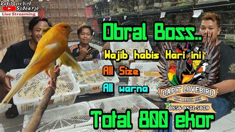 OBRAL HARGA 800 Ekor Kenari Dari Bahan Sampai Gacoran Dijual Murah