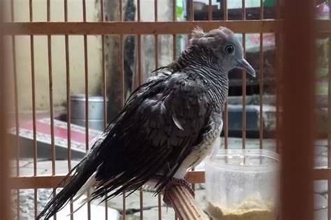 Jenis Burung Perkutut Katuranggan Pembawa Sial Tuah Mistisnya Pekat