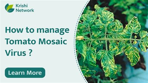 Tomato Mosaic Virus Symptoms And Management Mosaic Virus Krishi