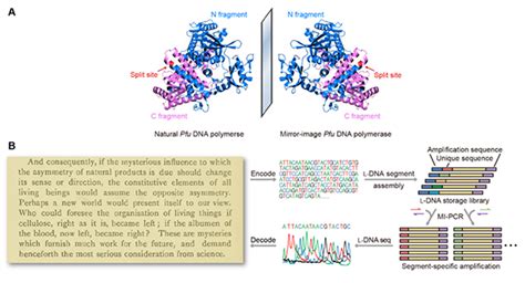 Nature Biotechnology大型镜像聚合酶实现镜像DNA信息存储 生物通