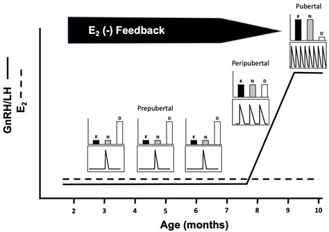 Biology Free Full Text Kisspeptin Neurokinin B And Dynorphin