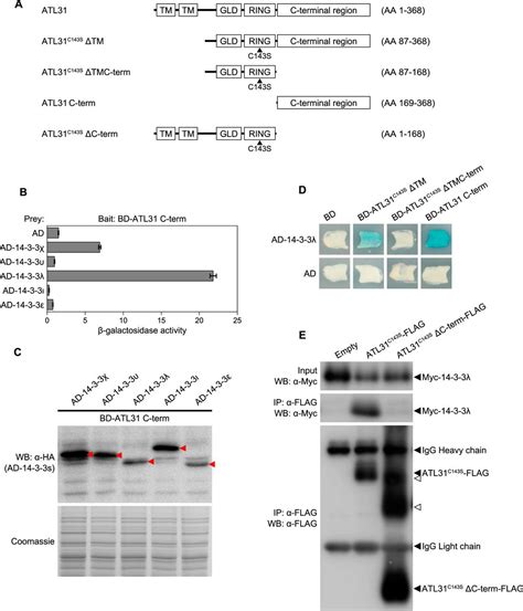 Phosphorylation Of Arabidopsis Ubiquitin Ligase Atl Is Critical For