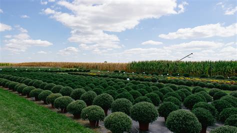 A field of rounded green plants under a blue sky. photo – Free Blue sky