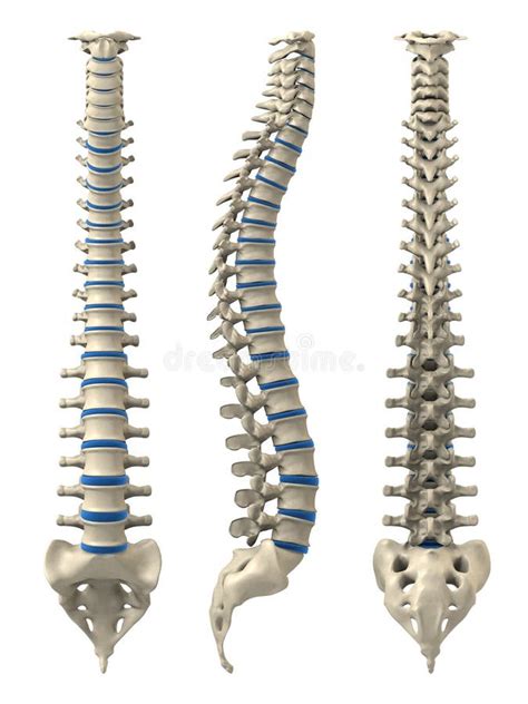 Coluna Vertebral Da Coluna Humana O Nome E A Descri O De Todos Os