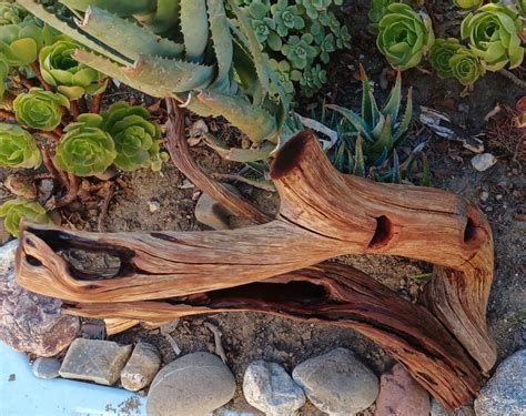 Manzanita Driftwood For Aquarium Terrarium Aquascape Etsy