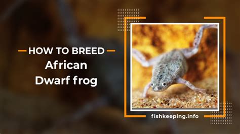 11 Step picture guide to breeding African dwarf frog - Fishkeeping.info