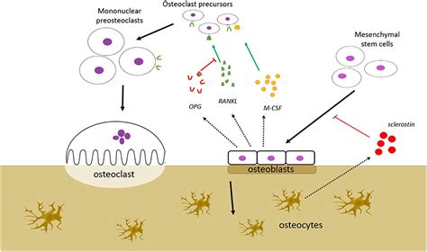 Frontiers Gut Hormones And Their Effect On Bone Metabolism Potential