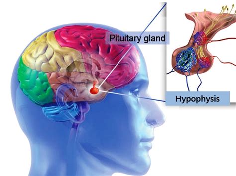 Hipofiz Bezi Nedir Nerede Bulunur ve Hangi Görevleri Yapar