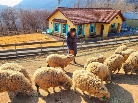 전남 화순 가족나들이 무등산양떼목장 먹이체험 후기입장료 정보 네이버 블로그