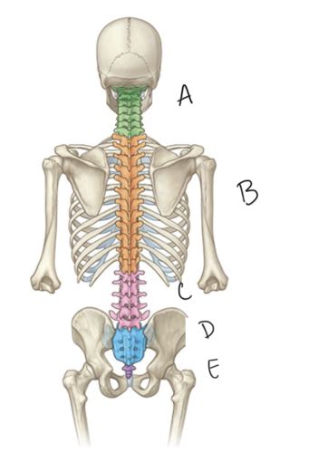 Basic Human Anatomy Vertebral Column Thoracic Cage Flashcards Quizlet