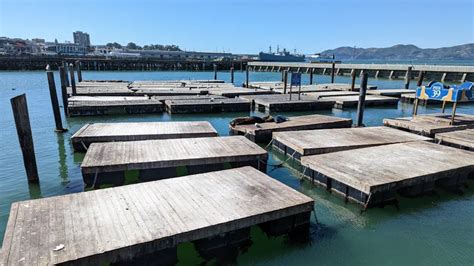 Otaries San Francisco Ces Lions De Mer R Gnent Dans La Ville