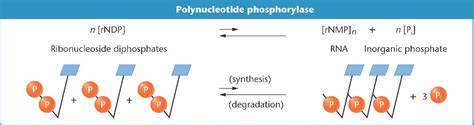 polynucleotide_phosphorylase.html 13_03-polynucleotide_phosphorylase.jpg