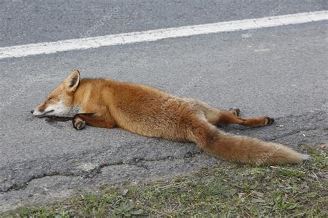 Dead Fox — Stock Photo © Valeniker 21012977