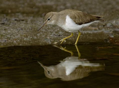 Spotted Sandpiper - Owen Deutsch Photography