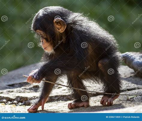 Portrait of a Baby Chimpanzee Playing Stock Image - Image of grinning ...