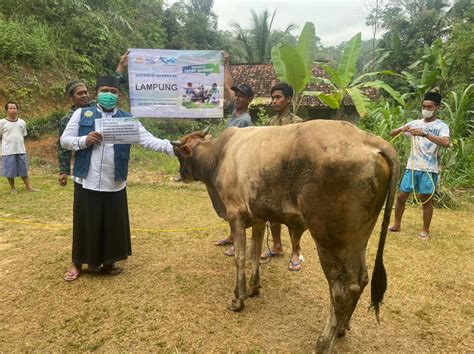 Detail Hewan Qurban Laznas Dewan Dakwah Lampung Disebar Di Titik