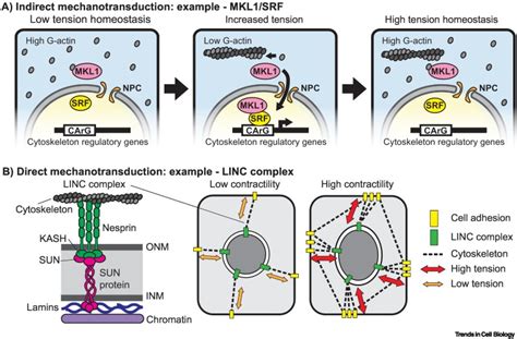 Integrating Mechanical Signals Into Cellular Identity Trends In Cell