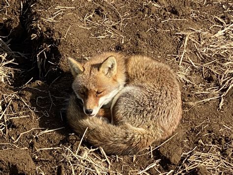 東武動物公園【公式】リュウくん On Twitter 【本日のお誕生日さん】 412 ホンドギツネ コジノスケくん♂8歳のお誕生日🎂