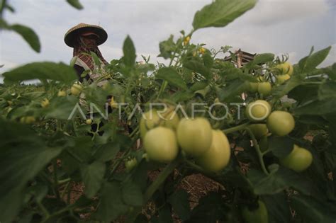 Tanaman Tomat Terdampak Hujan Antara Foto